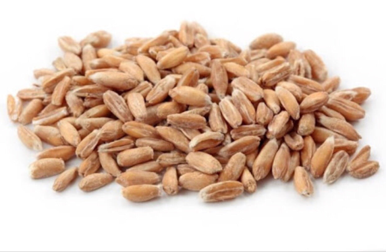 Espelta en Grano